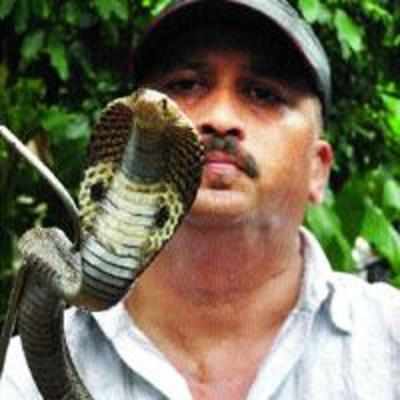 '˜snake god' rescued on nag panchami