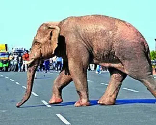 Separated from herd, lone jumbo goes on rampage in Koderma village