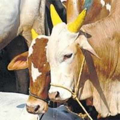Slaughter ban has govt in a fix