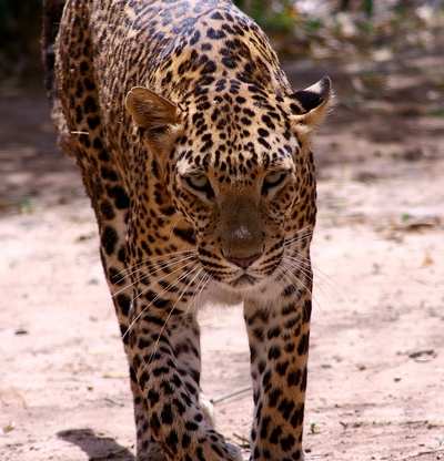 Number of leopards in Sanjay Gandhi National Park rises to 41