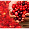 Cranberry Benefits for Liver Can cranberries help in treating fatty liver