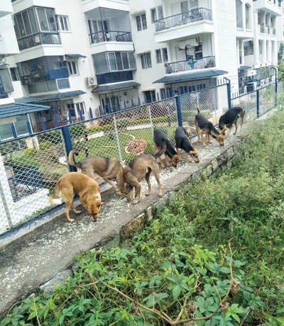 With BBMP’s help, two Domlur residents get 130 strays neutered and vaccinated