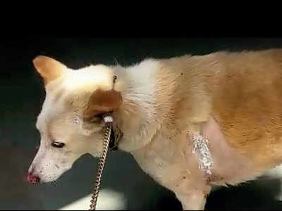 Hsg society pet dog attacked with ‘iron rod’, gets 18 stitches