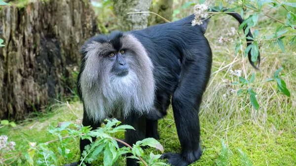 10 lesser known national parks and wildlife sanctuaries of India to spot rare animals