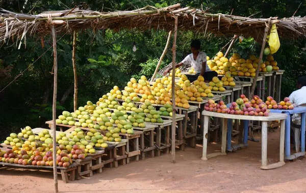 Adverse climate deals heavy blow to mango farmers in North AP