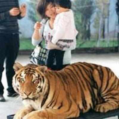 Zoo in China lets visitors '˜ride' a tiger