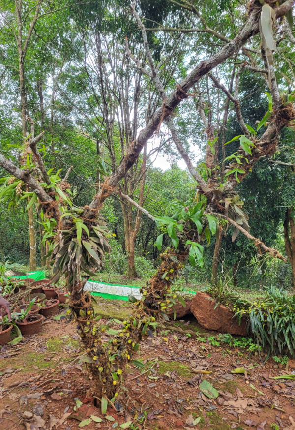 Wester Ghats Conservation: Eco park or gene pool? Environmentalists say it can't be both
