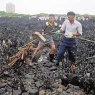 400 NCC cadets clean Colaba sea-front damaged by oil spill