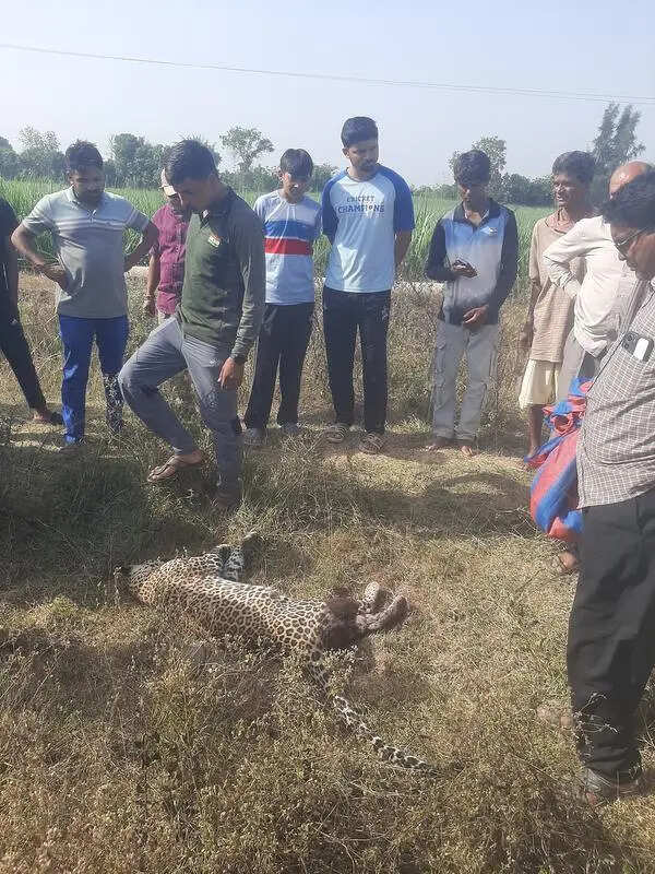 Leopard run over by vehicle on NH-53 in Bardoli