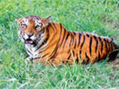 Tigers burning bright in Telangana forests