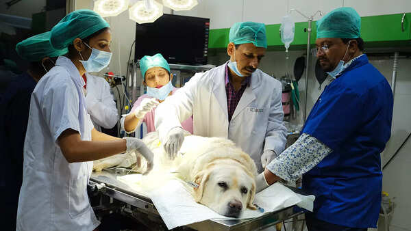 Why a team of doctors is waiting to perform India's first dog kidney transplant