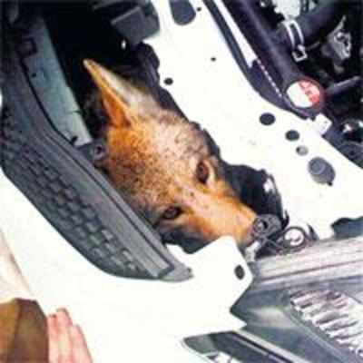 Coyote gets lodged in bumper after car crash - and survives!