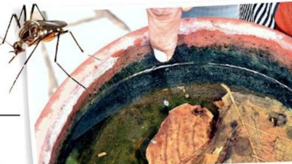 Vector strikes add to corona woes in Ahmedabad