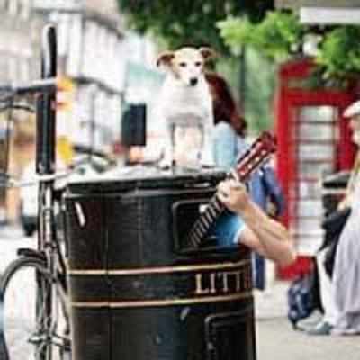 Bin busker employs guard dog