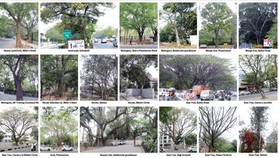 Greenocide: Meet just some of the 812 trees on Ballari Road that are about to be axed
