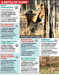 Clash Of Titans: Tiger Injured In Turf War