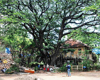 Willingdon’s century-old trees get new lease of life