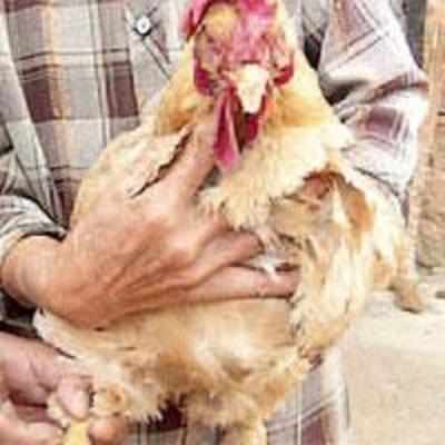 At 22, hen is 400 years old in human age