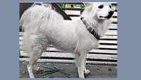 Kerala: Pomeranian had ‘illicit affair’, Owner abandons dog 
