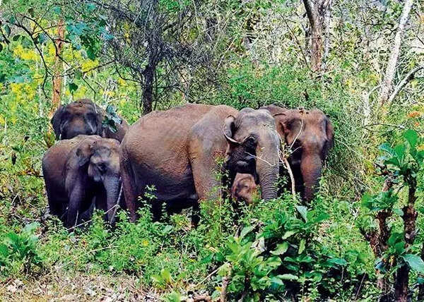Bandipur Tiger Reserve: MoRTH constitutes joint working group to study tunnel road feasibility
