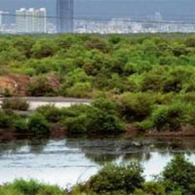Govt invites biz houses to adopt mangroves