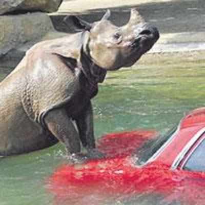 Austrian rhino falls in love with car