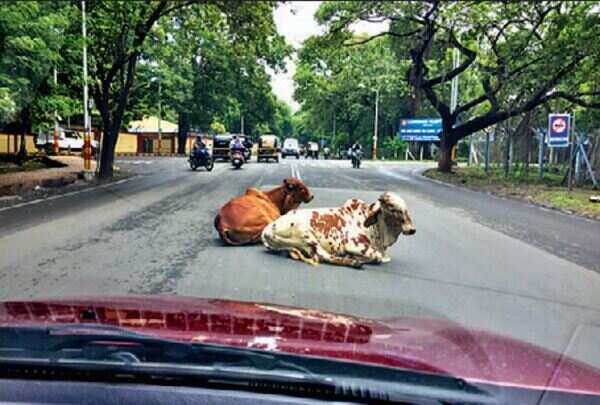 Stray cows wander onto busy roads, spark snarls and frayed tempers