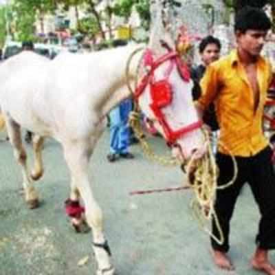 Animal welfare activists rescue 2 injured horses