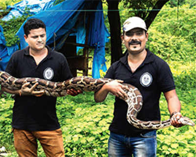 8.5 ft Rock Python rescued in Dahisar