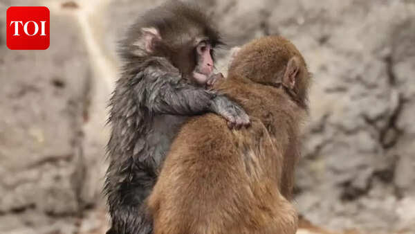 Punch, the viral monkey, found his girlfriend: Quotes that prove you shouldn’t give up on love