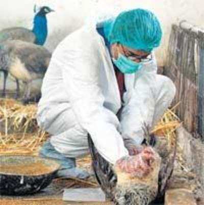 Bird flu in Pak zoo