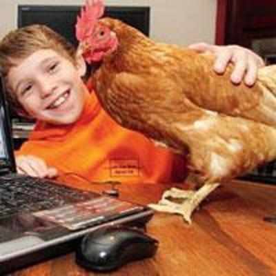 UK boy finds lost pet chicken thanks to US Twitter user