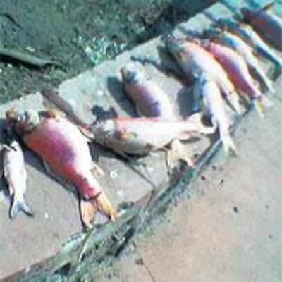 Pollution kills fish in Varsity pond