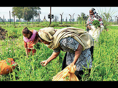 Will farmers get Nyay?