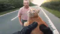 Cat stuck in the middle of a highway, rescued by two motorists 