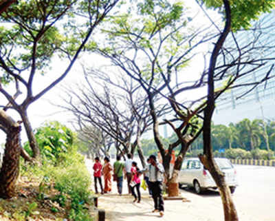 Trees dying, but BMC couldn’t care less