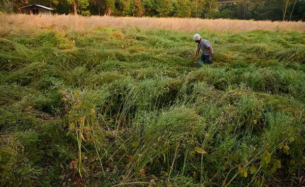 Heavy rain damages horticulture crops in Chamarajanagar district