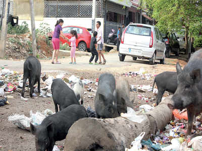 Earmark public places to keep pigs, says High Court