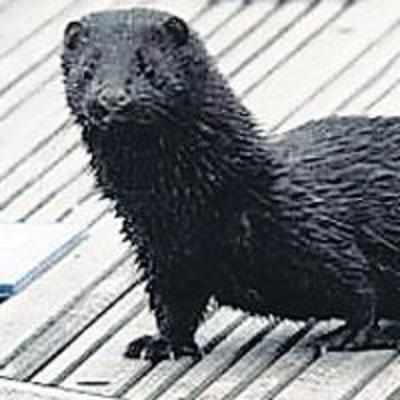 Naughty mink eats into boats worth thousands