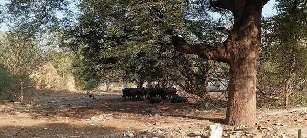 Open defence land in Pune and Khadki Cantonments becomes trash dumping grounds
