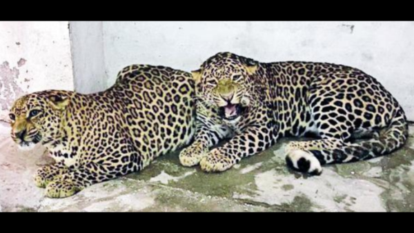 Leopard cheated death to find a love twice his age