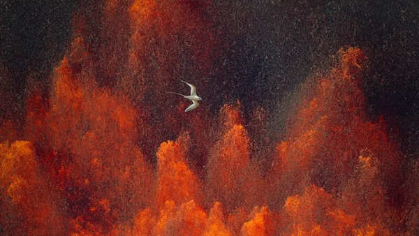 Watch: What happened when a bird flew straight into a volcanic eruption