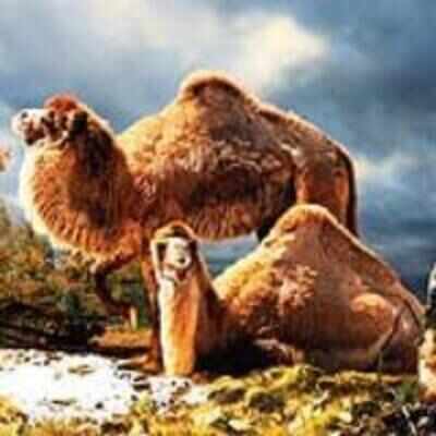 Extinct giant camel found in the Arctic