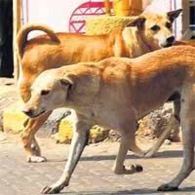 Every dog has its NGO!