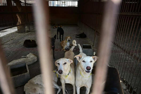 Without special shelters, UP’s policy on aggressive dogs remains non-starter in Ghaziabad