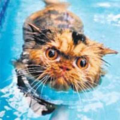 Soggy moggy who enjoys a swim