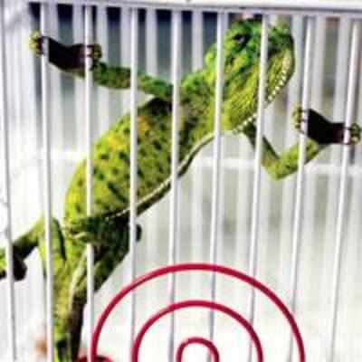 Chameleon adds colour to morning classes