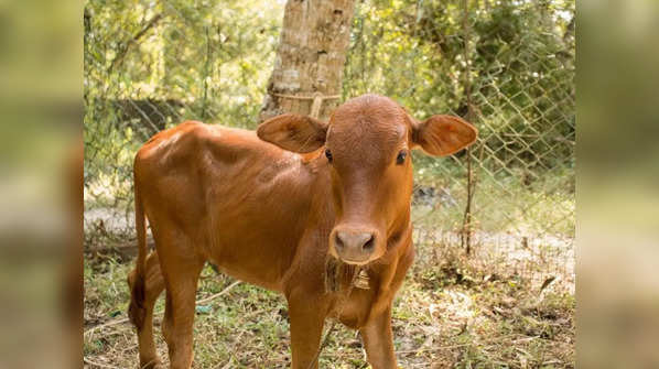 Kerala Vechur Cow: The smallest cattle breed in the world with ...