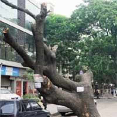 Is this tree really dangerous?
