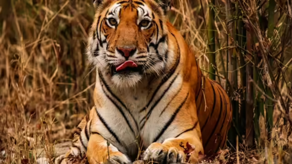 100+ tigers at Kanha underbio-watch after virus kills 6